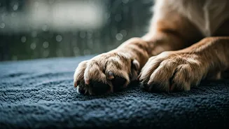 Monsoon Paw Disaster Fixed Using Super Absorbent Microfiber Towels Fast