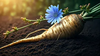 Chicory: Unlocking Gut Health and Metabolic Wonders