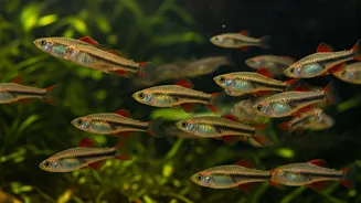 Poecilia formosa: O Peixe Raro Que Se Clona e Desafia a Biologia Evolutiva