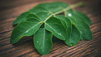 Moringa Can Unlock Your Hair's Potential