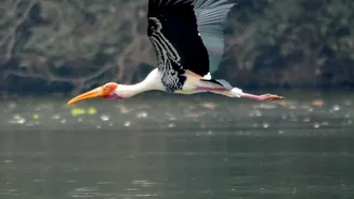Why Expanding Ramsar Sites Strengthens Conservation Norms For Threatened Aquatic Species