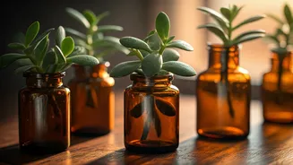 Propagate Trailing Jade Plant Clippings In Amber Apothecary Bottles