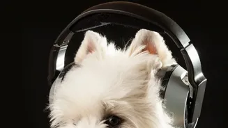 Sound Therapy For Dogs: How White Noise Helps Ease Monsoon Thunderstorm Anxiety