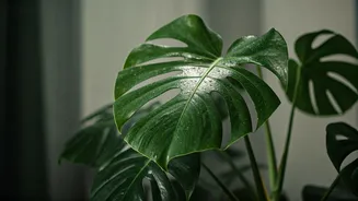Neem Oil Safely Erases Humidity Fungi From Indoor Plants