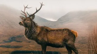 Nature Lovers Are Eyeing August For Scenic Wildlife Getaways