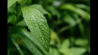 Protect Your Garden During India's Monsoon Season