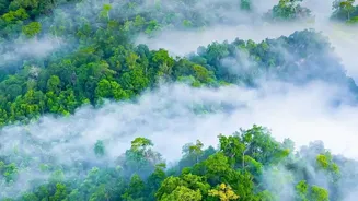 India's Forests Could Experience New Ecological Changes As Rainfall Evolves
