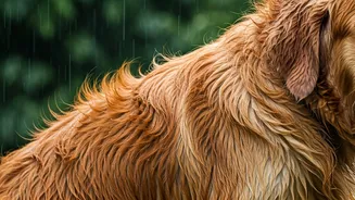 Damp Fur Can Ruin Your Pet's Monsoon