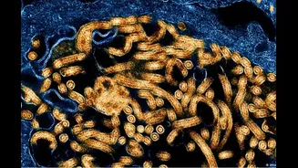 OMS registra primeira recuperação de paciente com ebola no Congo