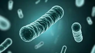 Why Probiotics Are Essential Component Of Modern Gen Z Wellness