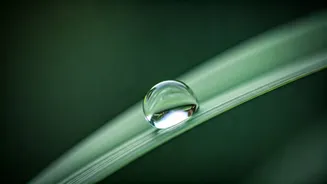 Pisces Daily Horoscope: April 21, 2026 - Emotional Resonance and Subtle Joys