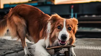Urban Dog Socialising Etiquette: Setting Play Guidelines To Prevent Behavioral Stress