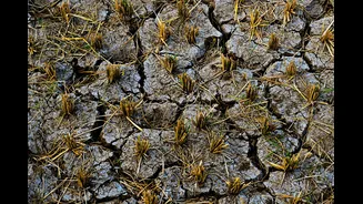 Weather-Proofing Agriculture in India: Strategies for Resilience