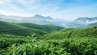 November Travel Decisions: Deciding Between Munnar's Plantation Vibe and Ooty's Colonial Charm