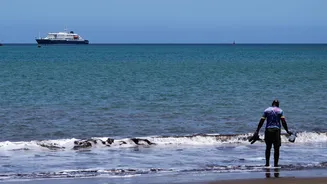 Understanding Hantavirus: Insights from a Recent Cruise Ship Outbreak