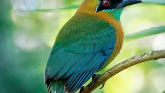 South Andaman's Rainforest Birding Trail: Nature Travellers Should Not Rely on a Sightings List Alone