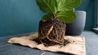 Why Protecting Main Taproots During Indoor Plant Repotting Ensures Quick Plant Recovery At Home