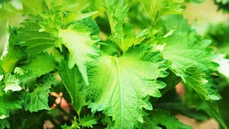 Balcony Herb Gardening During Rains: Fresh Herb Tips For Small Spaces