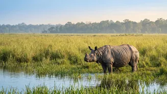 Five More Rhinos Mark Progress for Dudhwa's Reintroduction Project