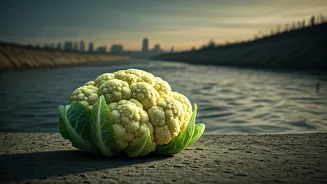 Delhi's Cauliflower Boom: Rising Crops, Toxic Waters, and a Looming Health Crisis