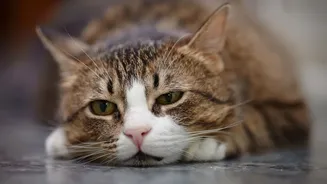 Tristeza, ansiedade e estresse: pets também sofrem emocionalmente