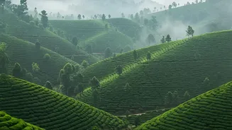 A Rainy Tamil Nadu Itinerary Can Span Tea Estates and Seafronts