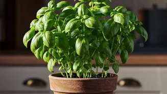Kitchen Herb Gardening Is Finding New Fans In India's Apartment Communities