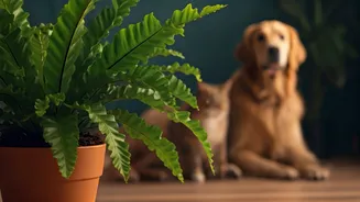 Bird's Nest Ferns Make Pet Homes Feel Lush