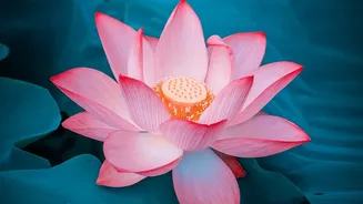 The Farmer Studied Lotus Cultivation Before Expanding Beyond a Trial Patch