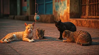 Why Mumbai Is Officially Crowned India's New Cat Capital