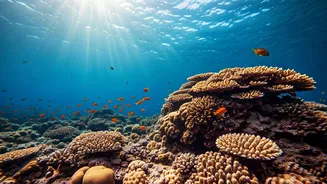 Travellers Want Coral Stories With Their Beach Time