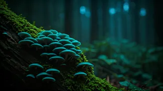 Spot Glowing Forest Fungi On Hidden Night Eco Treks