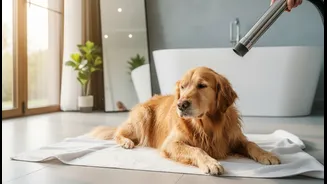 Why Pet Parents Must Shift From Natural Air-Drying To Active Blow-Drying For Canine Rain Care