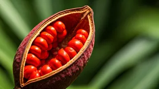 Grow Your Own Sindoor Plant: Vibrant Red Pigment & Ancient Benefits at Home!