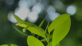 Crowded Monsoon Growth Needs Pruning, Airflow and Better Spacing