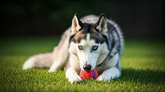 Siberian Huskies: Your Child's Perfect Playmate & Companion (7 Reasons Why!)