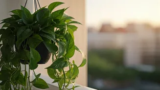 Beautiful Trailing Pothos Hanging Baskets Maximize Tiny Urban Balcony Spaces