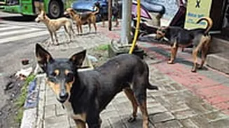 Delhi Govt Clears Air Over Reports Claiming School Teachers Assigned For Stray Dog Counting Duties