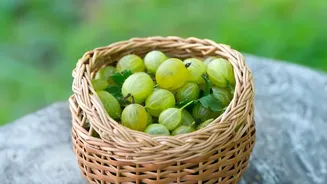 Amla Can Move Beyond Raw Fruit Into Chutney Pickle And Murabba