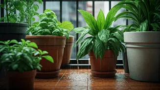Monsoon Proofing Tips For Urban Balcony Garden Owners