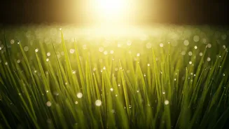 Barefoot Grass Walks Are the Hottest New Wellness Movement