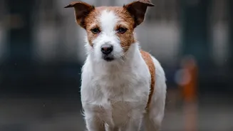 How Pet Parents Can Prepare Dogs For Heavy Rain And Thunderstorm Anxiety