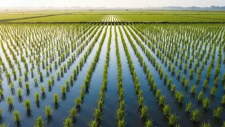 India's New KCC Impact Estimate: Why Attention Is Turning To Farm-Value Calculations