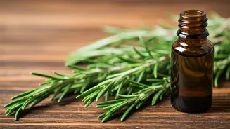 Can Rosemary Oil Regrow Your Bald Spot?