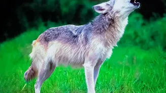 More Wolves Mean More Demand for Expert-Led European Nature Trips