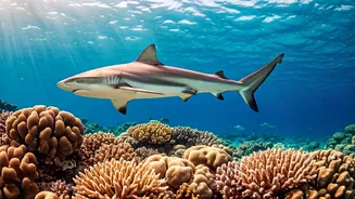 Hina Khan's Maldives Dive: A Thrilling Encounter with Majestic Sharks