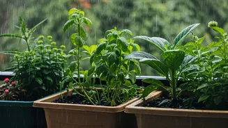Monsoon Proofing Guide: Keep Balcony Garden Healthy Now