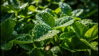 Plant-Led Cooling Needs Better Indian Guides