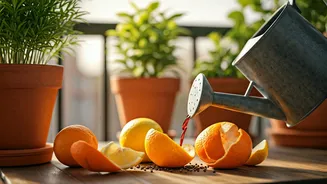 Pour Nutrient Rich Fruit Peel Extracts Into Balcony Soil