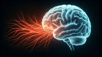 The Gut-Brain Connection: How Your Digestive Health Influences Your Mind